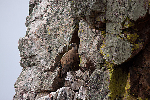 20120511 9568RTw [R~E] Gänsegeier mit Jungvogel, Monfragüe, Parque Natural [Extremadura]