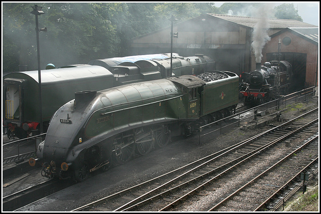 Bittern on shed