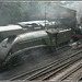 Bittern on shed