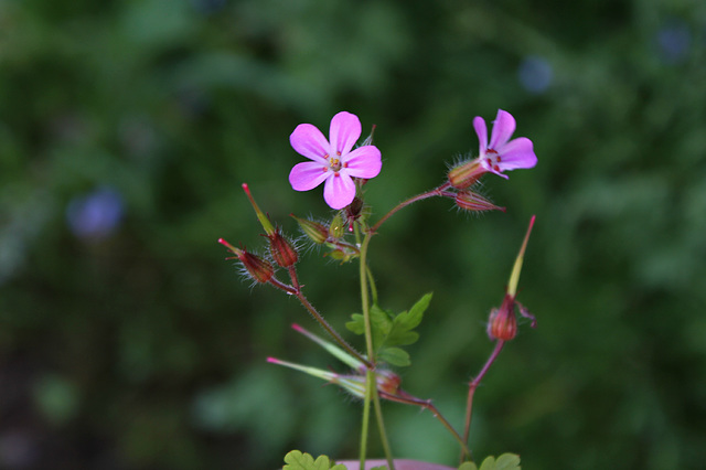 Geranium robertianum