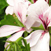 White geraniums