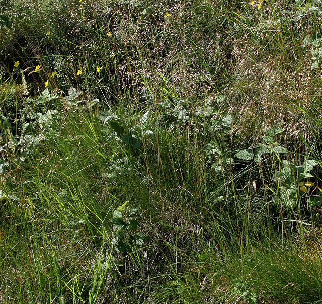 Deschampsia flexuosa (3)