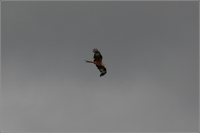 Red Kite in flight