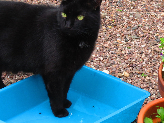 Pippin paddling