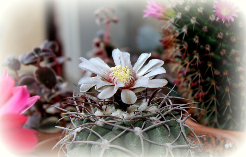 Gymnocalycium bozsingianum