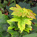 Sycamore tree trying to start