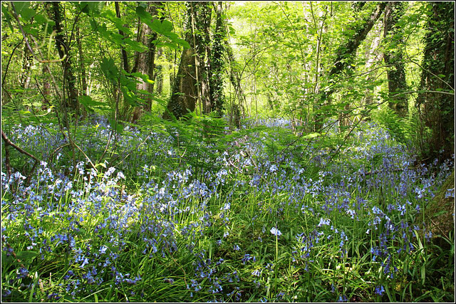 Bluebell woods