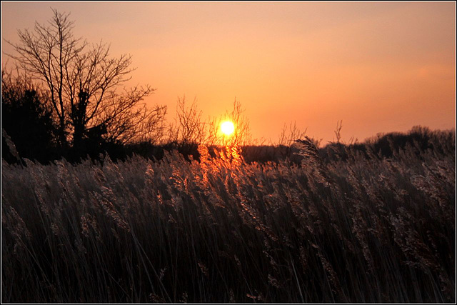 Fire in the reeds