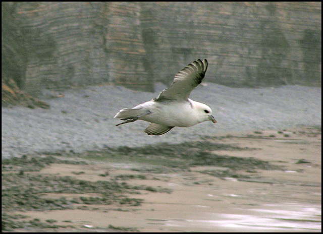 Fulmar