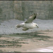 Fulmar