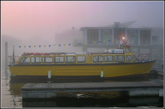 Cygnet in the fog