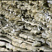nesting birds