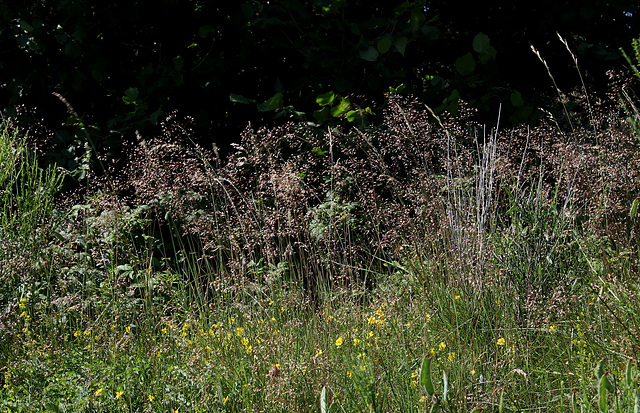 Deschampsia flexuosa (2)