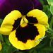 Pansies