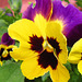 Pansies