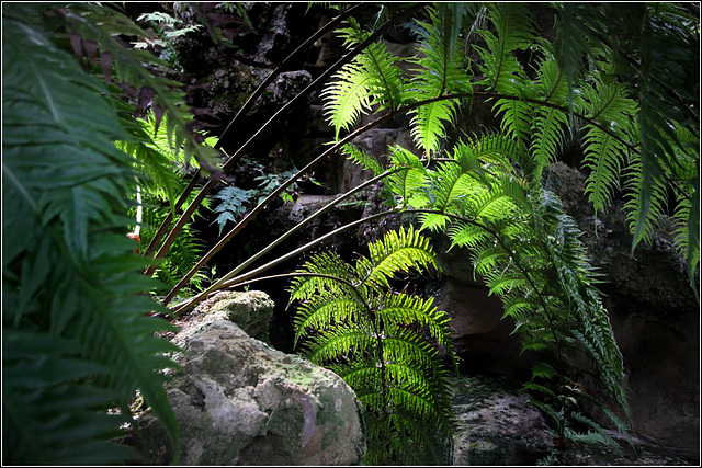 Jungle light