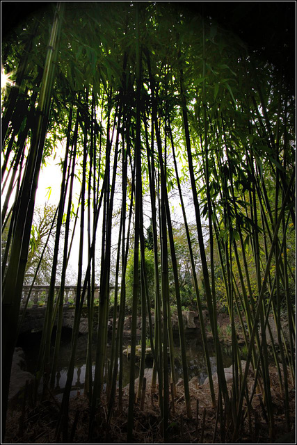 Bamboo screen