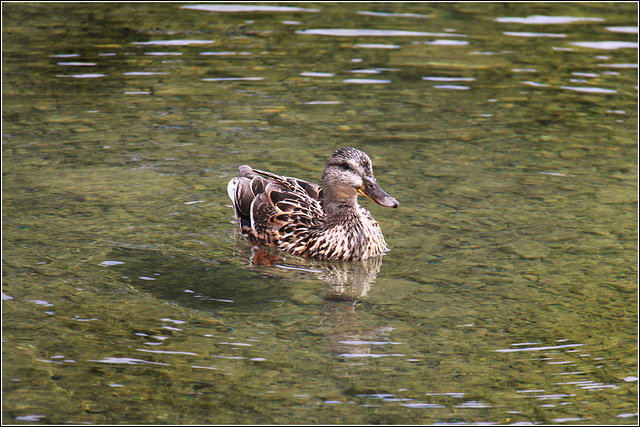 A Hopefull duck