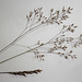 Deschampsia flexuosa- Canche flexueuse