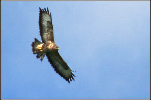 Buzzard above