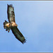 Buzzard above