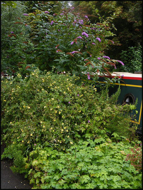 houseboat flora