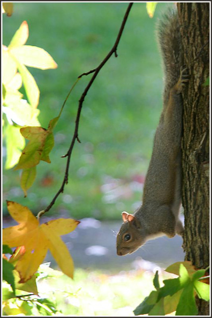 3 legged tree rat