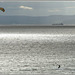 Kite Surf