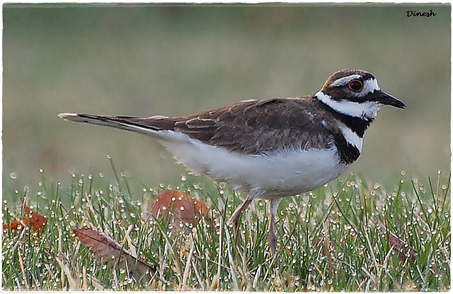 Kildeer