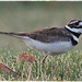 Kildeer