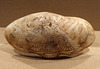Shell Engraved with Winged Female Deity, Sphinxes and Lotus Plants in the Metropolitan Museum of Art, November 2010