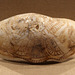 Shell Engraved with Winged Female Deity, Sphinxes and Lotus Plants in the Metropolitan Museum of Art, November 2010