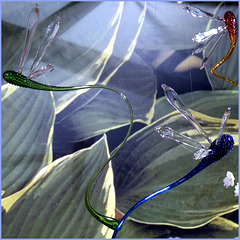 Glass libelles