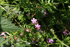 Geranium robertianum (2)