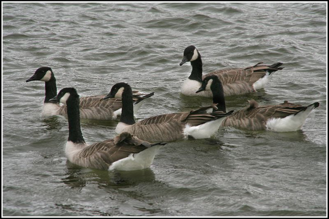 Canada Geese