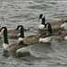 Canada Geese