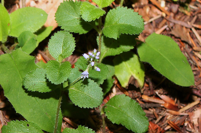 Veronica officinalis