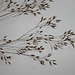 Deschampsia flexuosa (4)