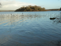 Lough Cutra - Dec 2013