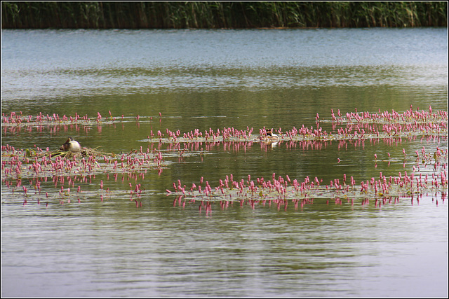 Grebes nesting