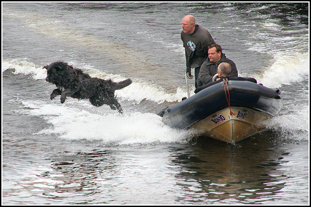 It's Aquadog to the rescue!!