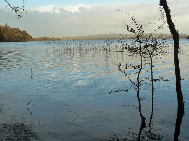 Lough Cutra - Dec 2013