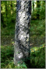 Slate Bark