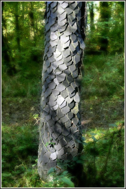 Slate Bark