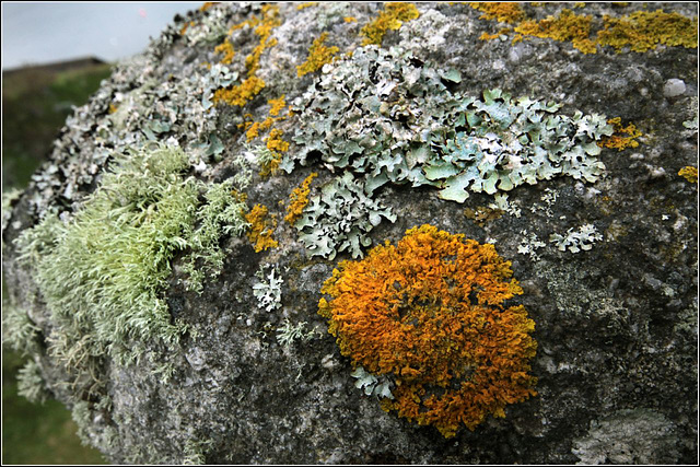 Lichens