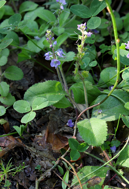 Veronica officinalis - Thé d'Europe