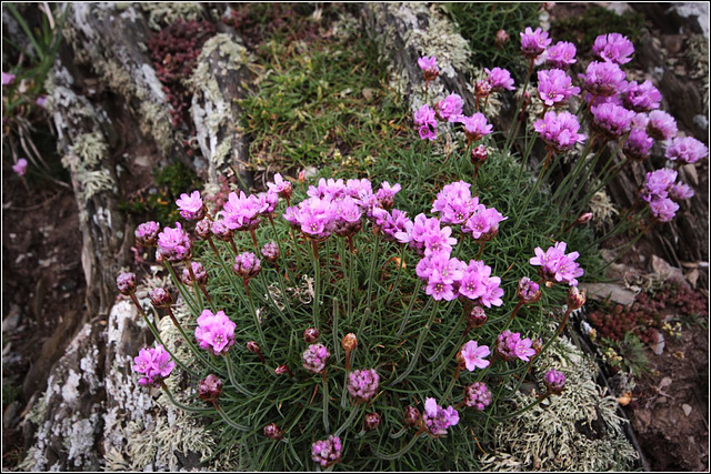 Wild Flowers