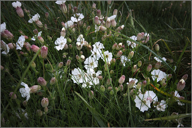 Wild Flowers