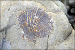 shell