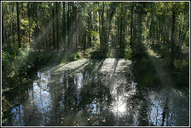 Forest Pool